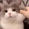 Meow meow | Pikachu！ (part 6) 20