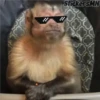 Memes Del Monito 28