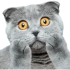 Gatos y Cats 19