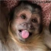 Memes Del Monito 29