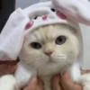Meow meow | Pikachu! (part 10) 26