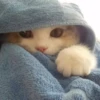 Meow meow | Pikachu！ (part 7) 24