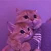 Meow meow (part 1) 27