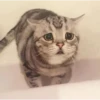 Meow meow | Pikachu！ (part 7) 25