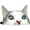 Gatos y Cats 20