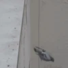 SUICIDACION 26