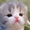 Meow meow | Pikachu！ (part 4) 27