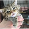 Meow meow | Pikachu！ (part 7) 27