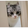 Meow meow | Pikachu！ (part 6) 26