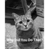 Meow meow | Pikachu！(part 11) 26