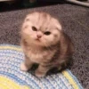 Meow meow | Pikachu！ (part 4) 28