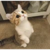 Meow meow | Pikachu！ (part 7) 28
