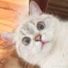 Meow meow (part 1) 29