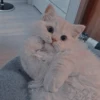 Meow meow | Pikachu (part 2) 29