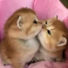 Meow meow | Pikachu！ (part 4) 29