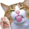 Gatos y Cats 23