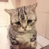 Meow meow | Pikachu！ (part 7) 30