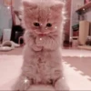Meow meow | Pikachu (part 2) 30