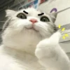 Meow meow | Pikachu！ (part 5) 29