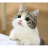 Meow meow | Pikachu！ (part 6) 30