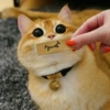 Meow meow | Pikachu！(part 11) 30