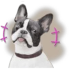 Cute Dogs 8