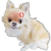 Cute Dogs 13