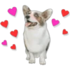 Cute Dogs 15