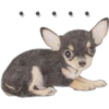 Cute Dogs 16
