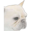 Cute Dogs 17