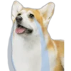 Cute Dogs 19