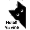 Cat black 12