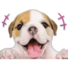Cute Dogs 21