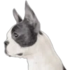 Cute Dogs 23