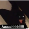 Cat black 17