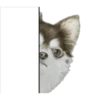 Cute Dogs 28