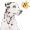 Cute Dogs 29
