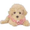 Cute Dogs 30