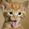Stooped Cats 5
