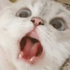 kucing lucu 6