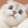 kucing lucu 7