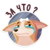 bublik_dog 6