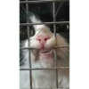 kucing lucu 10