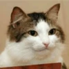 Stooped Cats 6
