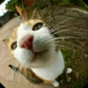Stooped Cats 7