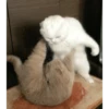 kucing lucu 13