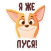 bublik_dog 7