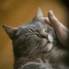 Stooped Cats 9