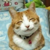 Stooped Cats 10