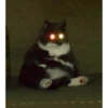 kucing lucu 16
